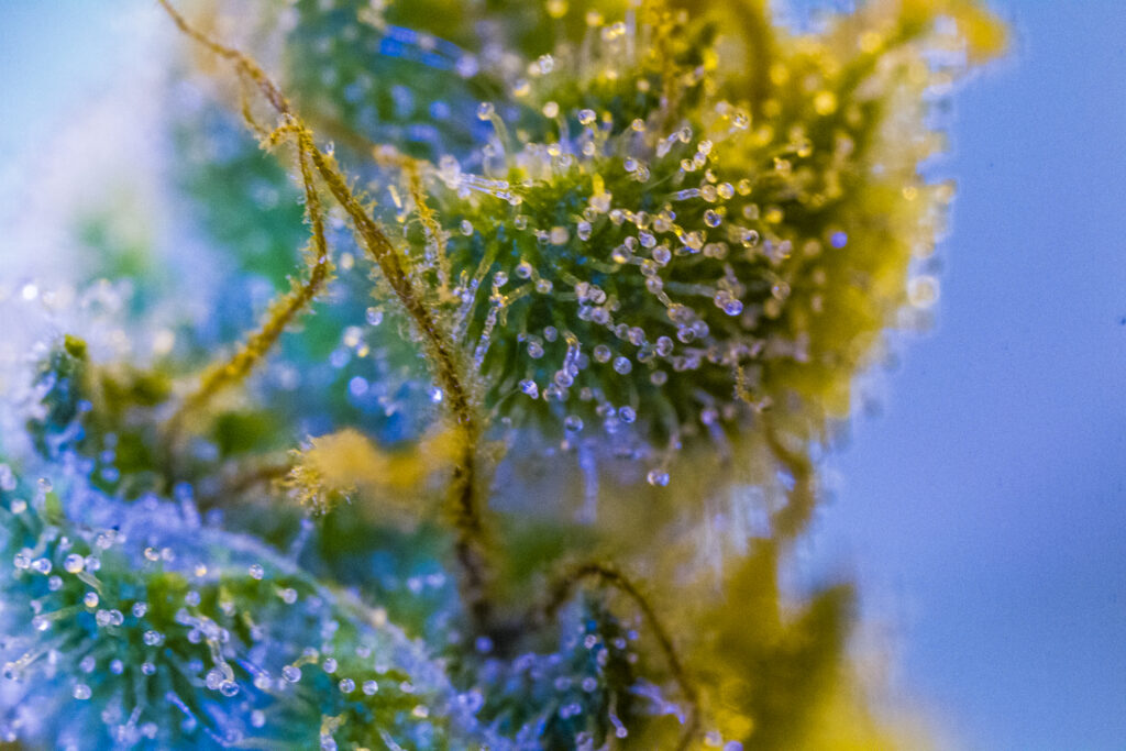 close up cannabis trichomes