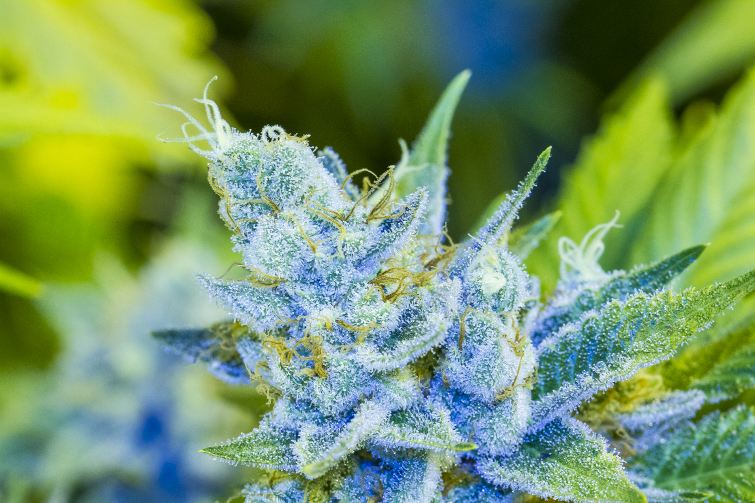 hybrid cannabis strain growing