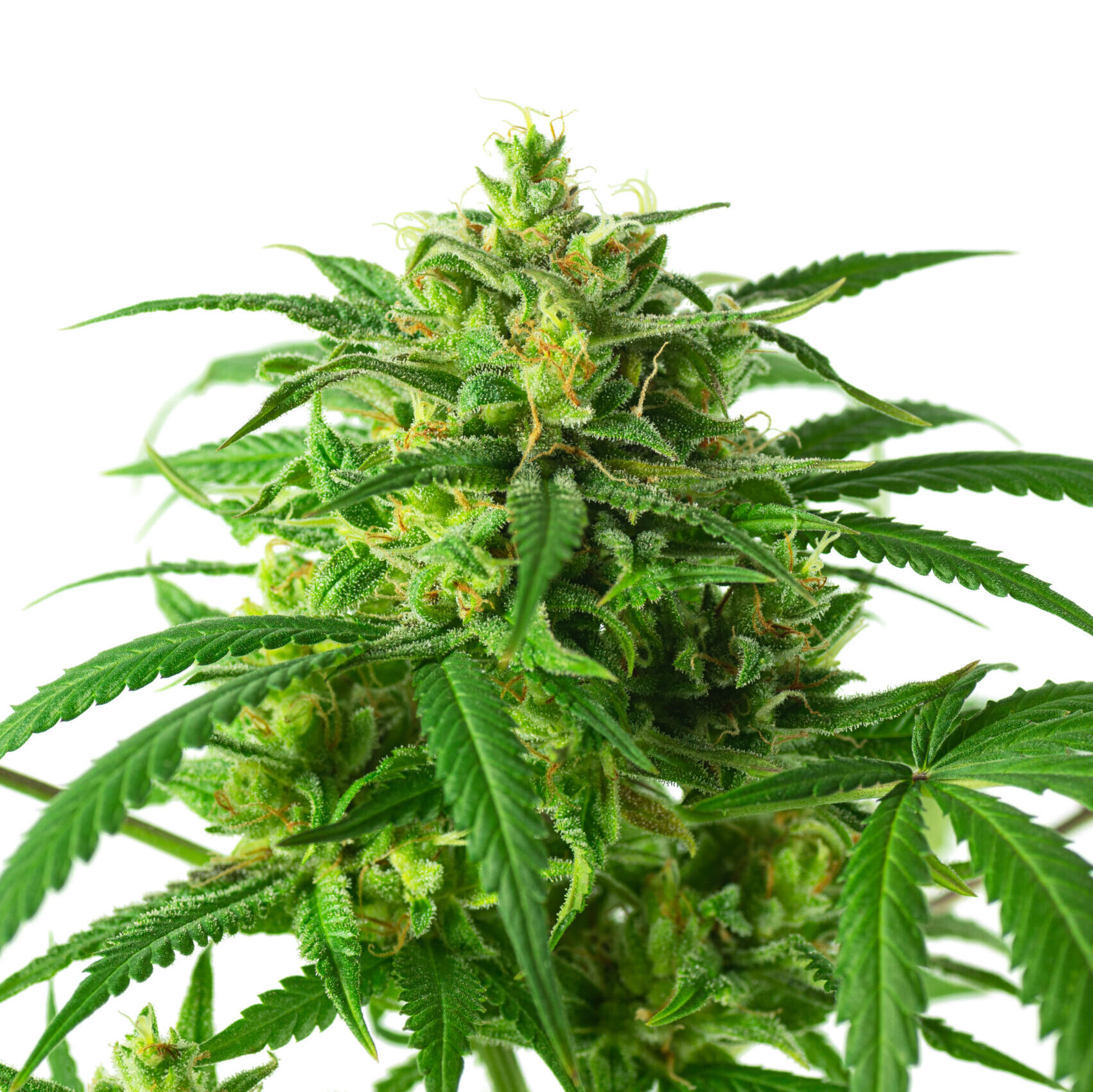 Organic Flower Cannabis Blog